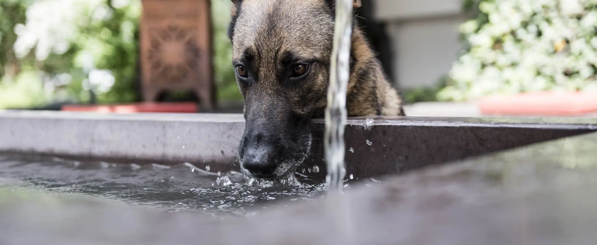 Hund, Strasserwirt **** Herrenansitz zu Tirol hundefreundlich, Urlaub mit Hund