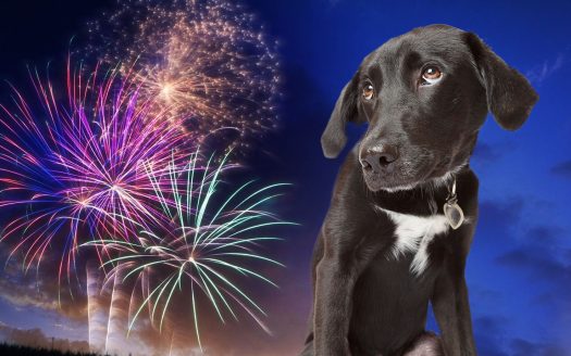 Ein Hund schaut traurig auf ein Feuerwerk