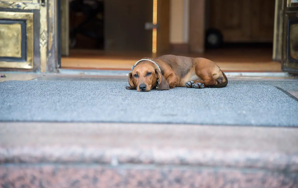 Hund, Empfang, Urlaub mit Hund