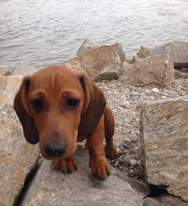 Landhotel Wachau hundefreundlich, Urlaub mit Hund
