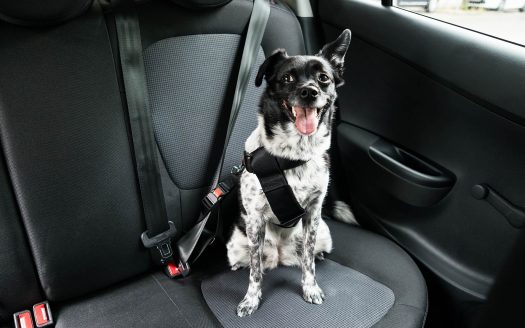 Urlaub mit Hund, hilfreiche Tipps fürs Auto-Training
