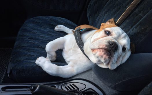 Urlaub mit Hund - Tipps, damit dem Hund im Auto nicht übel wird