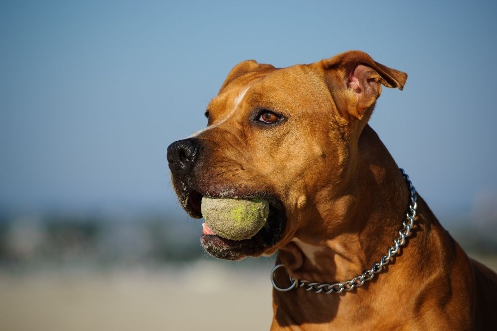 American Pittbull Terrier mit einem Spielball im Maul. /Foto: Canva