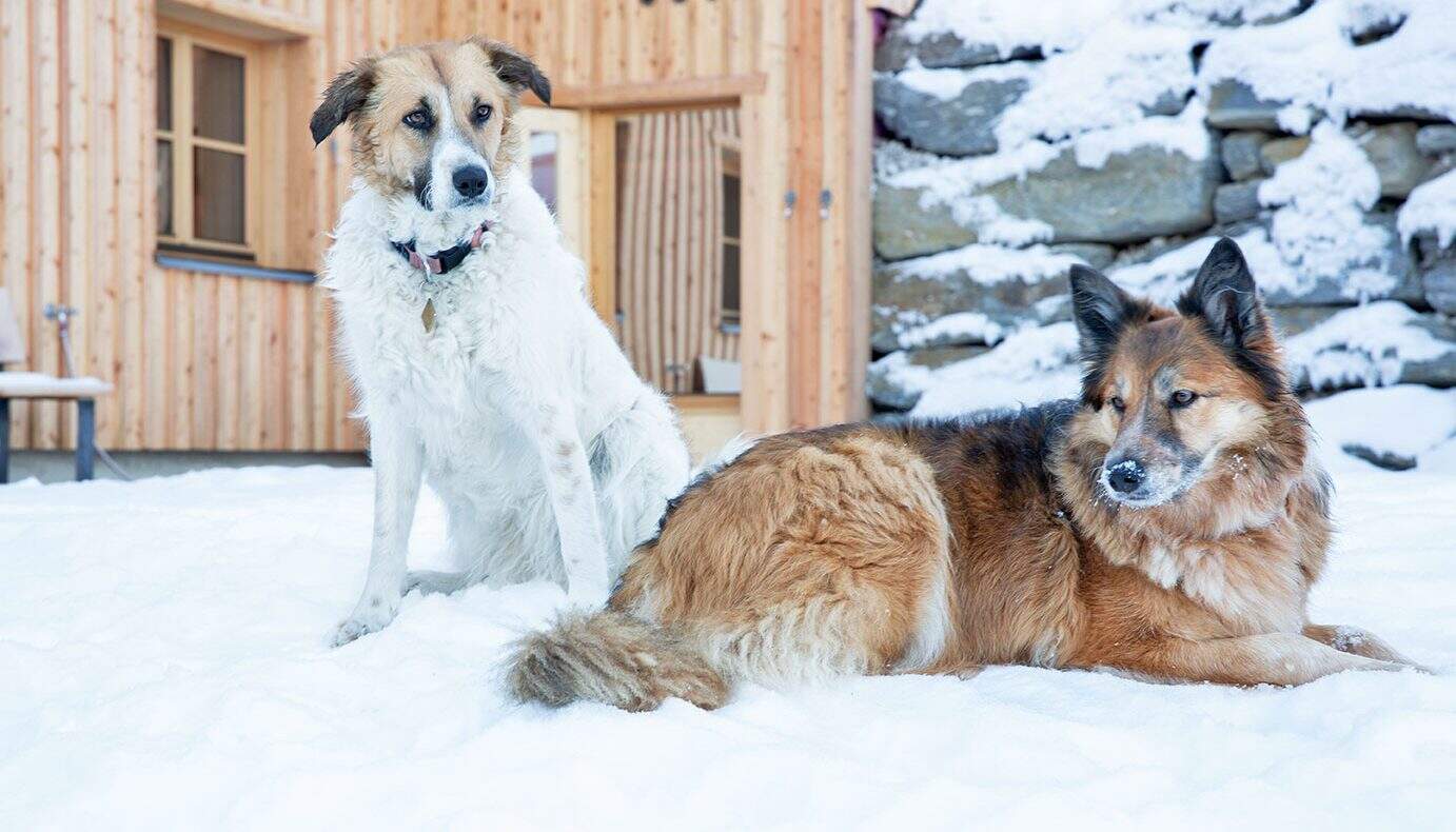 Hunde im Schnee, Ferienhäuser Gerhart