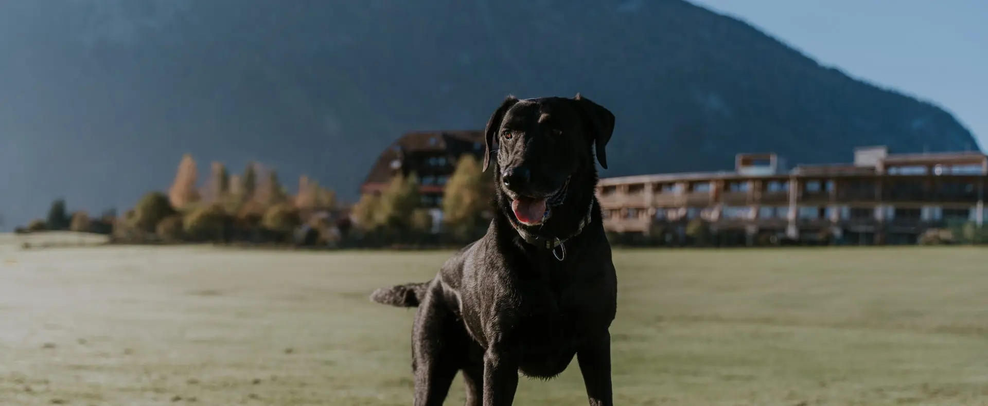 schwarzer Labrador, G'sund & Natur Hotel DIE WASNERIN, Urlaub mit Hund in Österreich