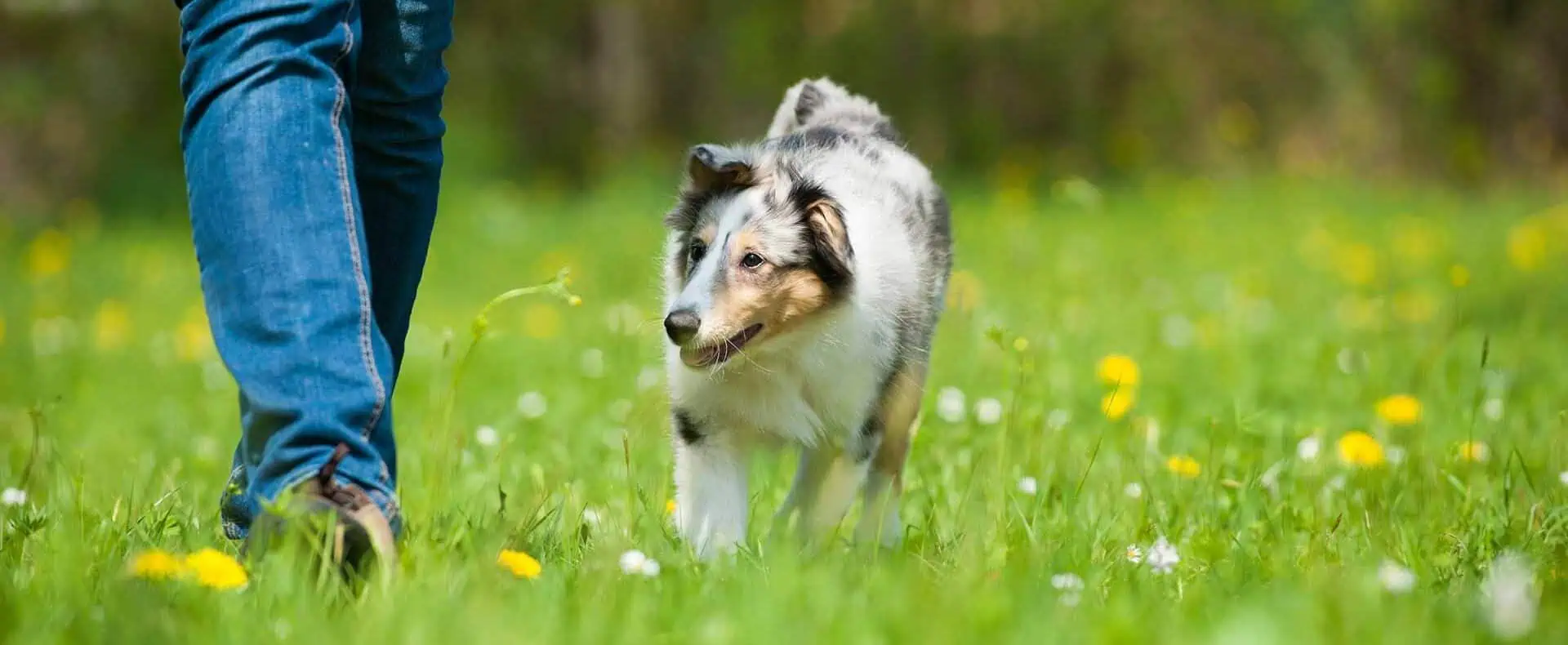 Urlaub mit Hund im Hotel Fliana in Tirol / zertifiziert hundefreundliches Hotel in Tirol, Österreich / Hotel Fliana für den Urlaub mit Hund