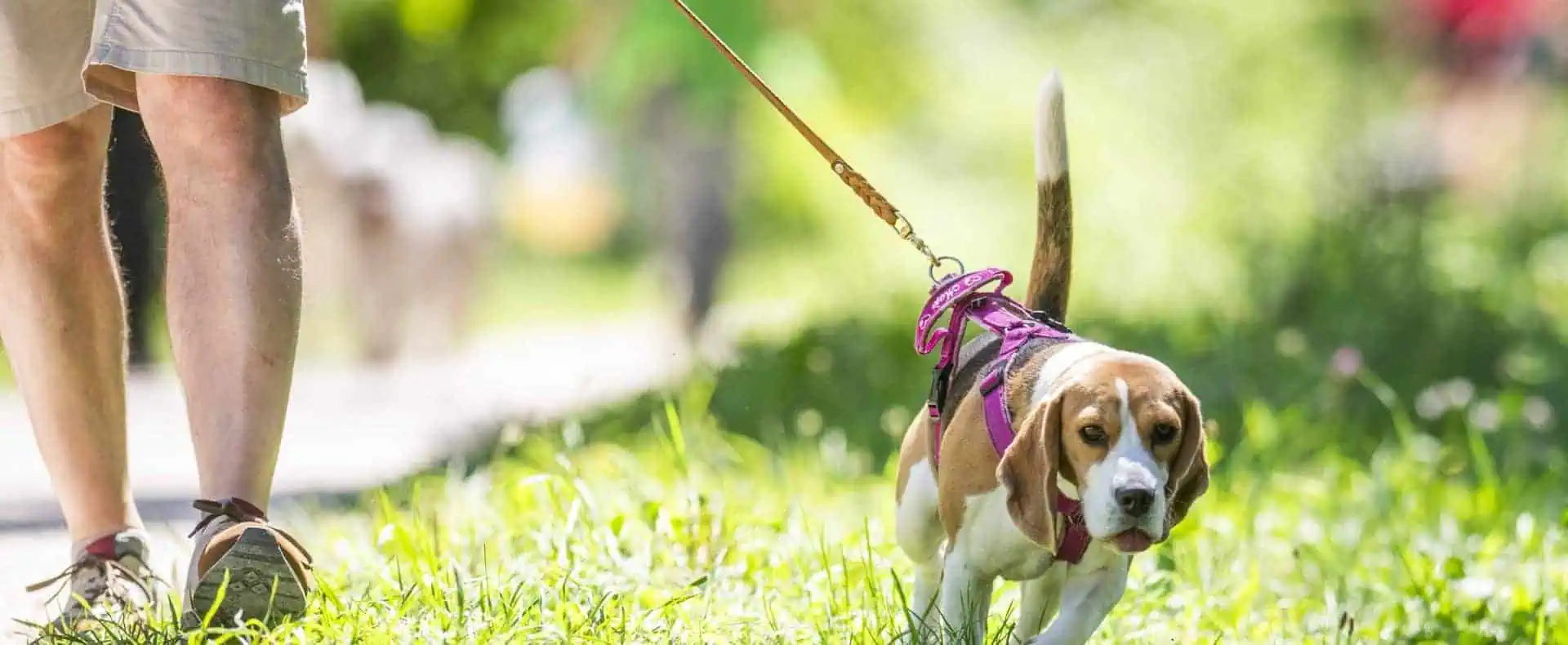 Hund geht in der Wiese an der Leine