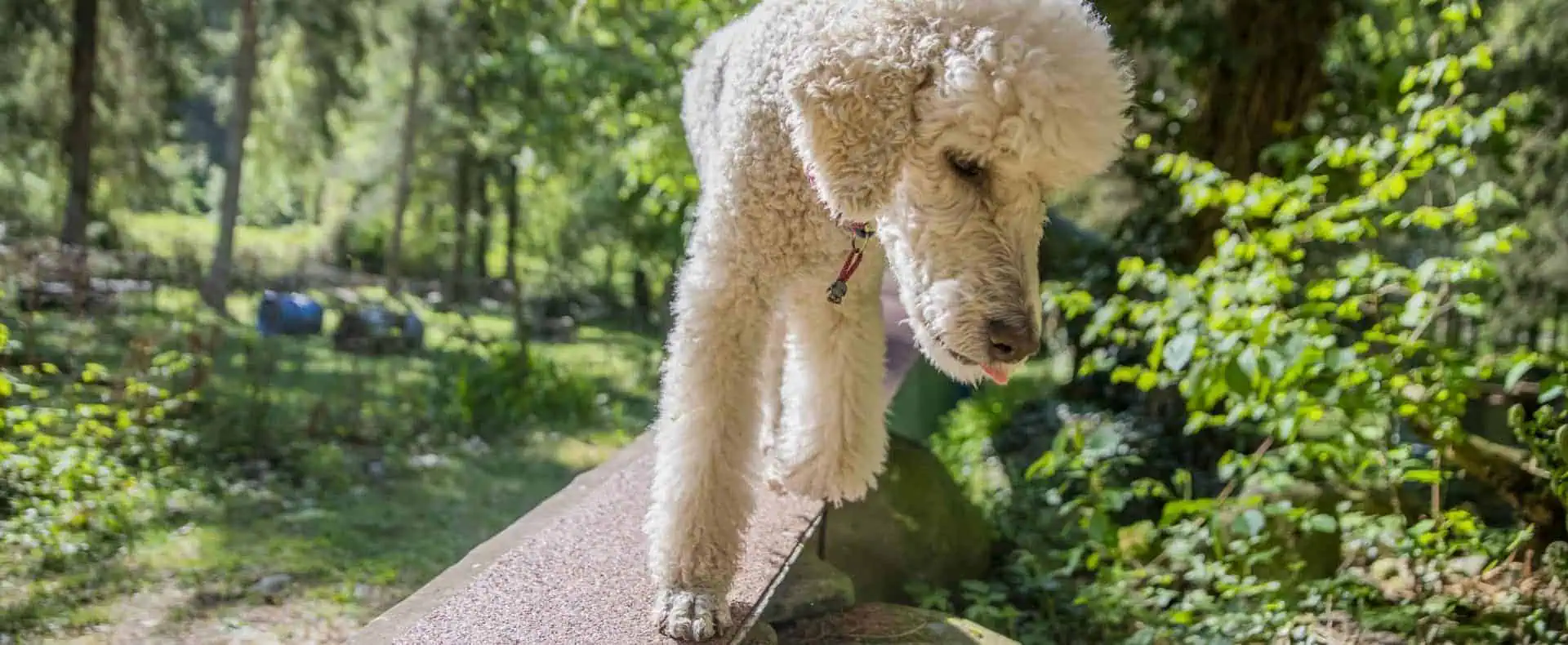 Hund balanciert über ein Hindernis