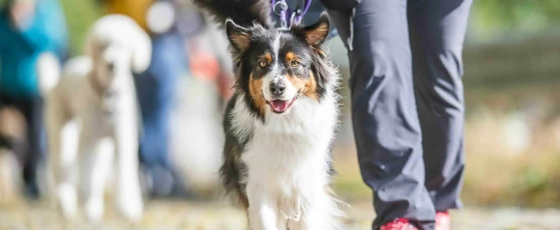 Spaziergang in der Gruppe, einige Hunde an der Leine mit ihren Menschen.