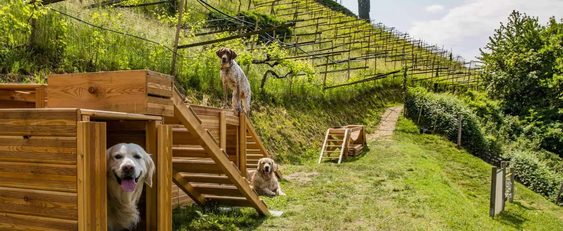 Outdoor Spaß für Hunde im Hundehotel Mair am Ort.