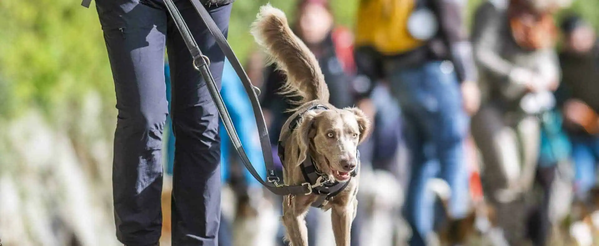Spaziergang in der Hundegruppe