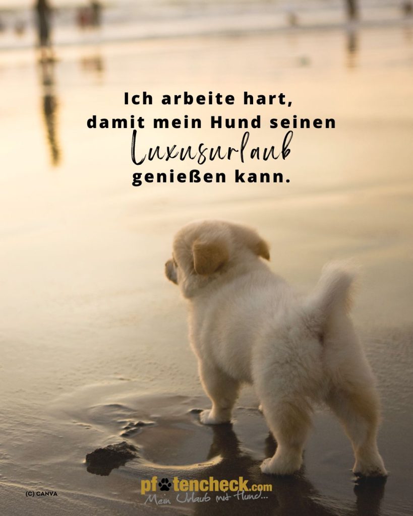 Spruch Hund Luxusurlaub