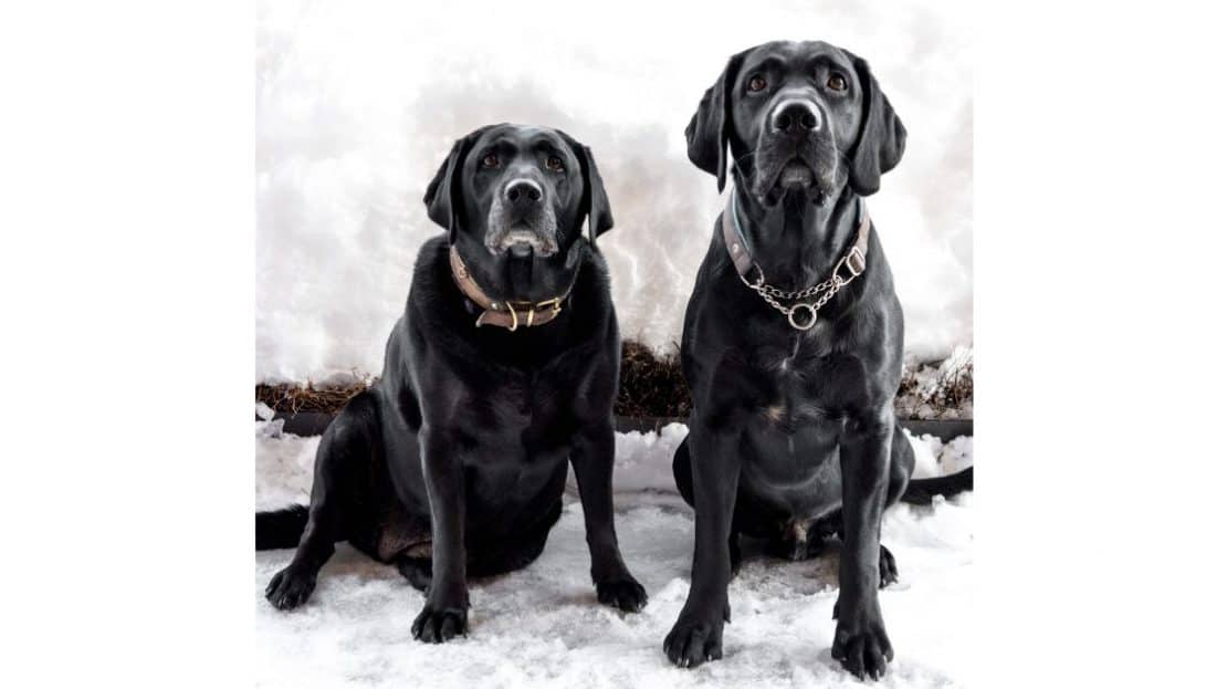 Zwei schwarze Hunde im Hotel Tannenhof