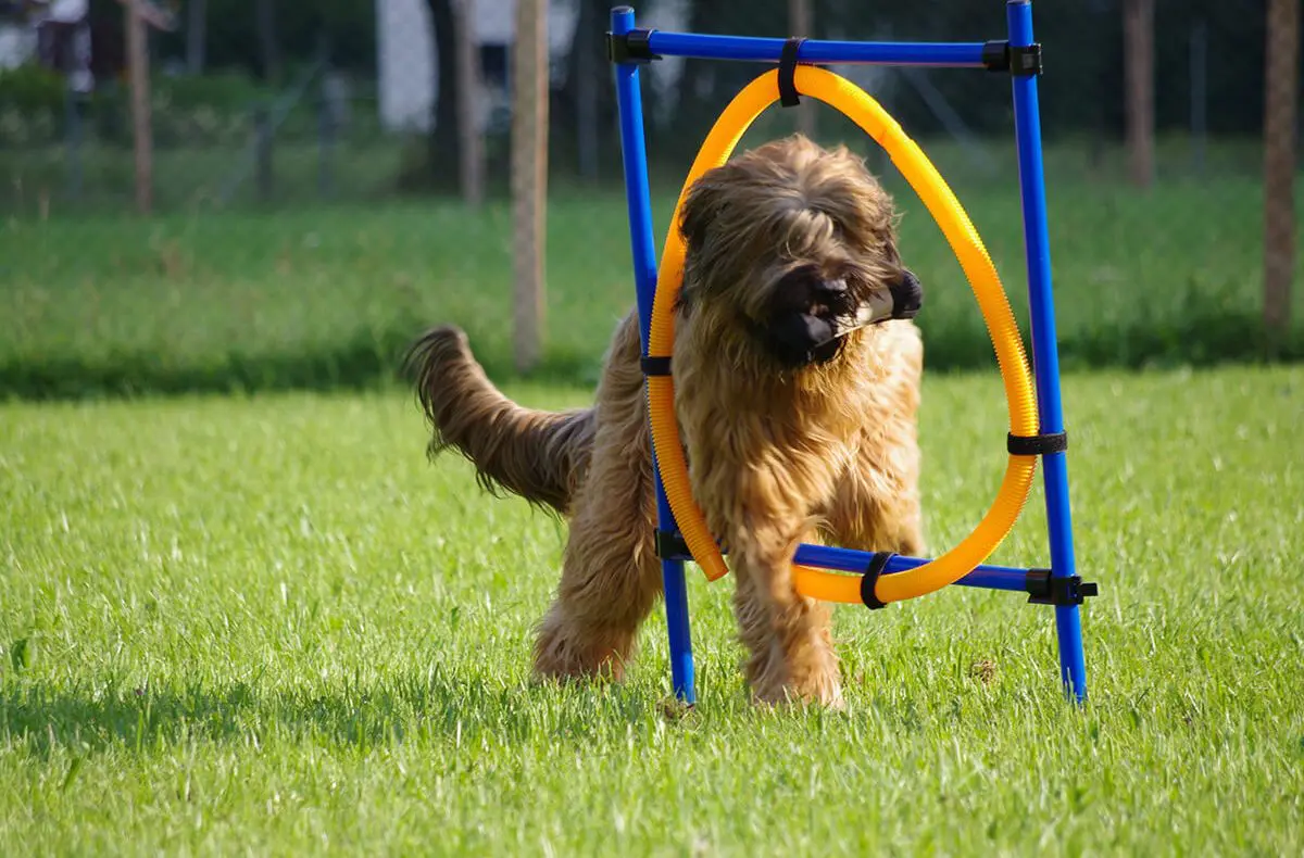 Agility, Urlaub mit Hund