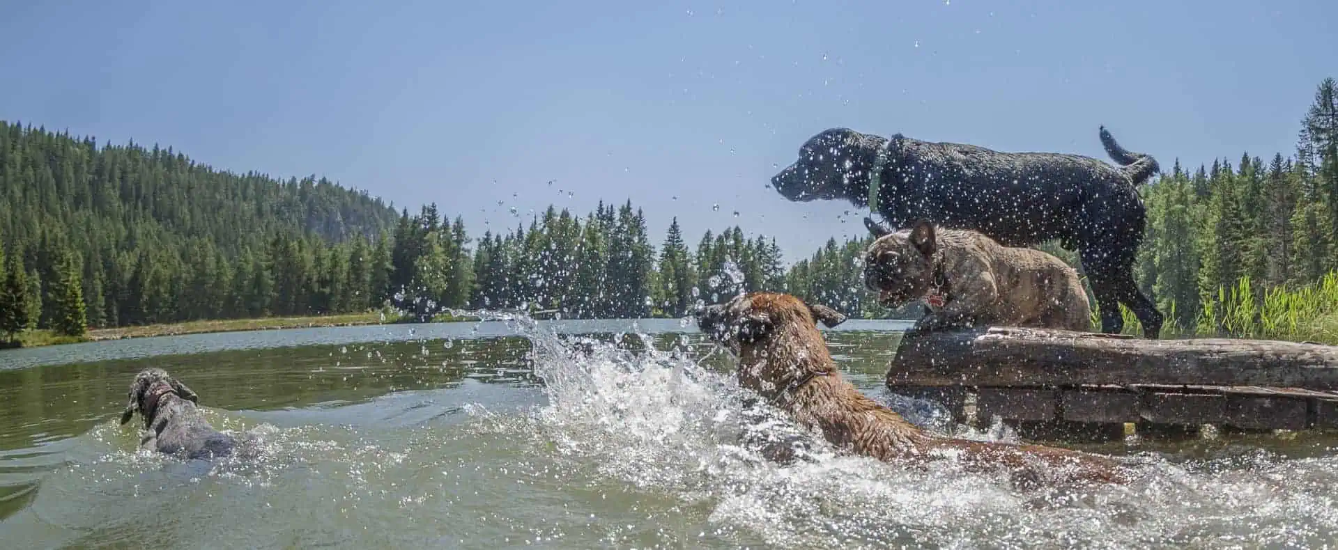 Im Hunde Hotel Mair am Ort und in der Ferienwohnung gibt es einen eigenen Badeplatz für Hunde. (c) Benjamin Pfitscher