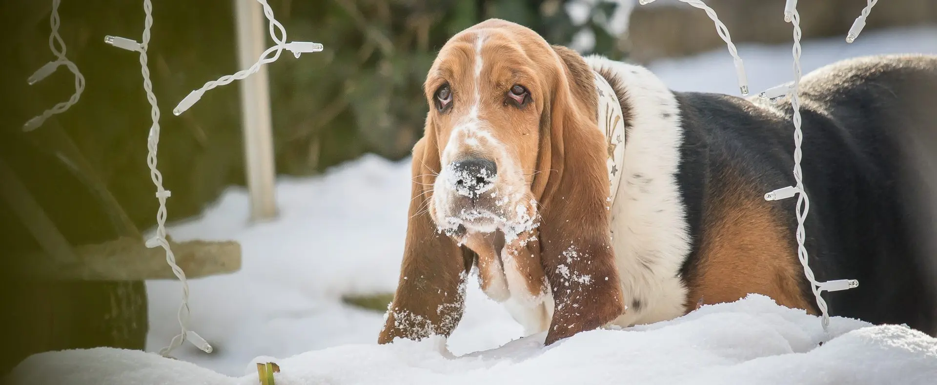 Basset im Schnee, Haushund Basti, Hotel Magdalena, Winterurlaub mit Hund in Österreich