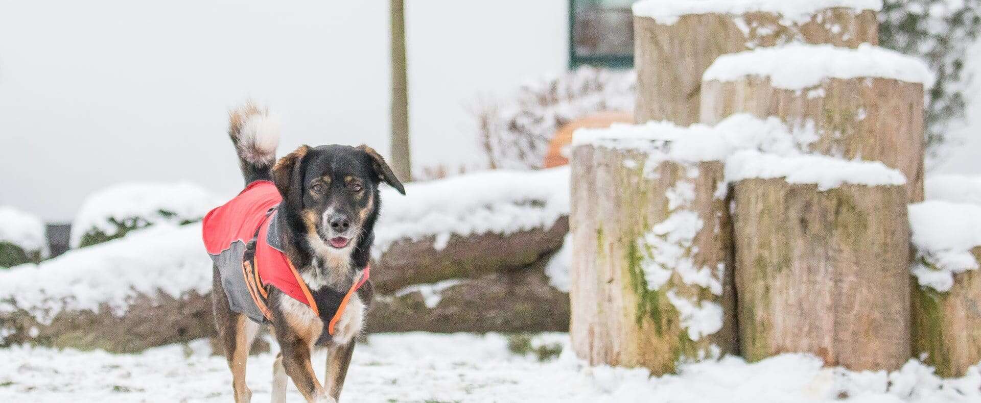 Hund mit Mantel im Schnee, Hotel Magdalena, Winterurlaub mit Hund in Österreich