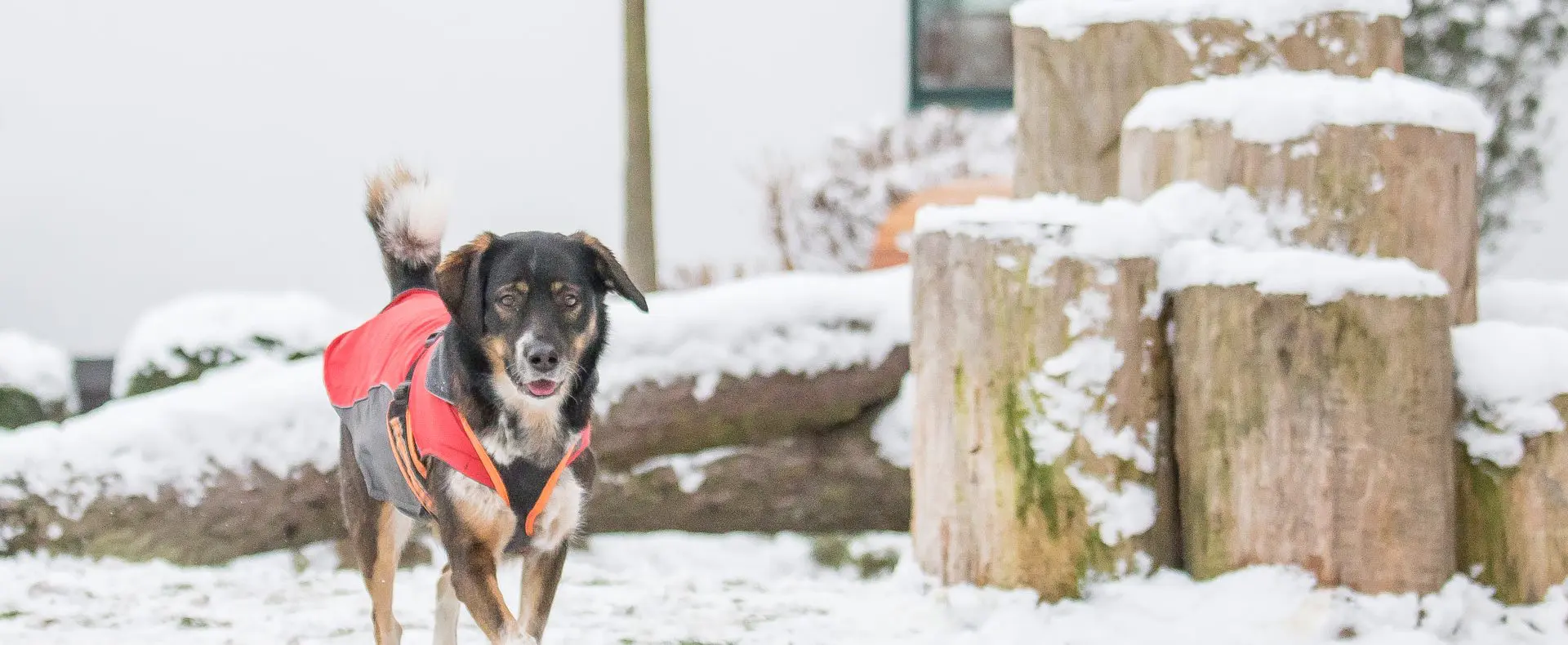Hund mit Mantel im Schnee, Hotel Magdalena, Winterurlaub mit Hund in Österreich