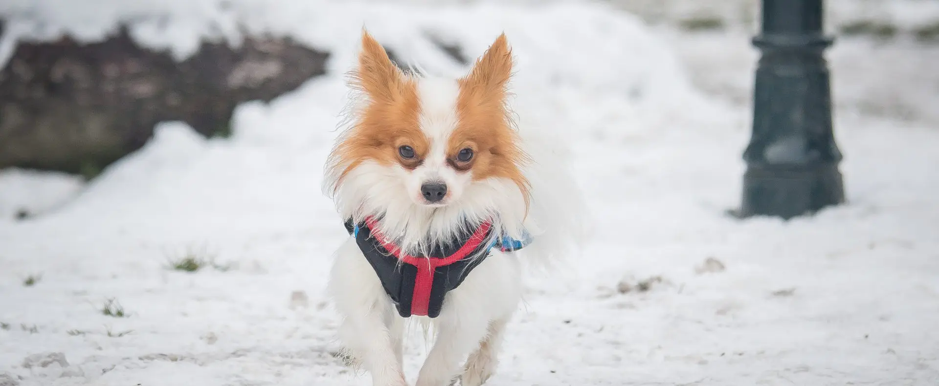 Chihuahua mit Mantel im Schnee, Hotel Magdalena, Winterurlaub mit Hund in Österreich