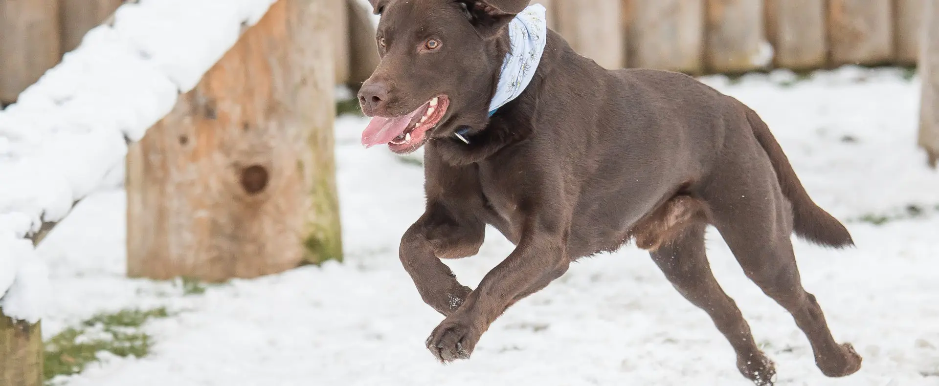 Labrador läuft freudig im Schnee, Hotel Magdalena, Winterurlaub mit Hund in Österreich