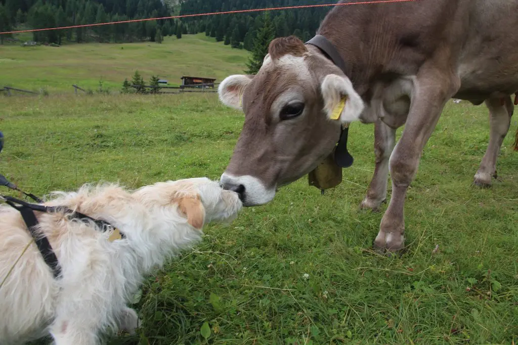 Hund und Kuh beschnuppern sich auf einer Alm, Urlaub mit Hund