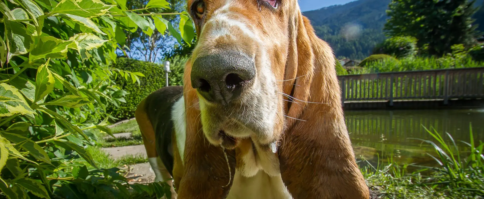Ein Beagle im Garten des Hotel Magdalena