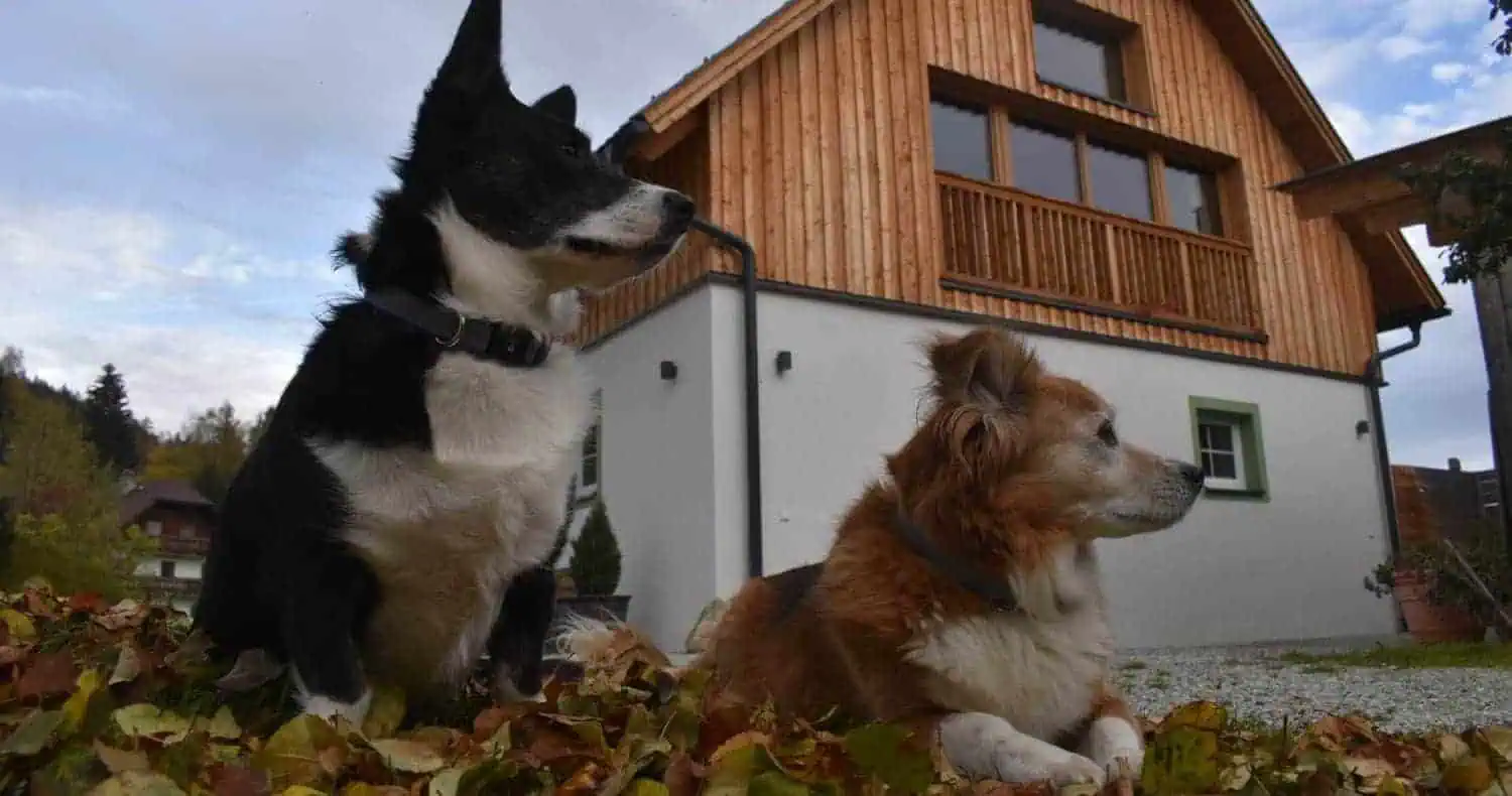 Zwei Hunde vor dem Hotel Aloisia.