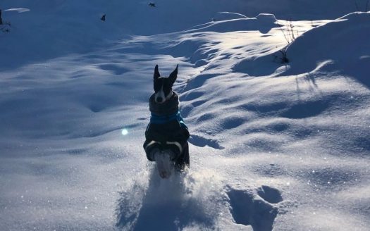 Hund läuft im Schnee vor der tiefstehenden Sonne, Ferienwohnungen Urlaub mit Hunde