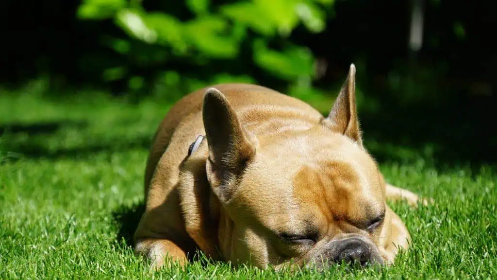 Französische Bulldogge schläft in der Sonne auf einer Wiese. /Foto: pixabay