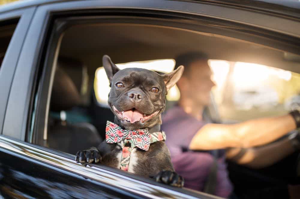 Autofahren mit Hund ohne Übelkeit