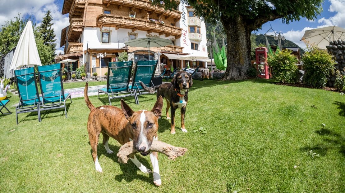 Hunde spielen im Garten, Alpenhotel Tyrol