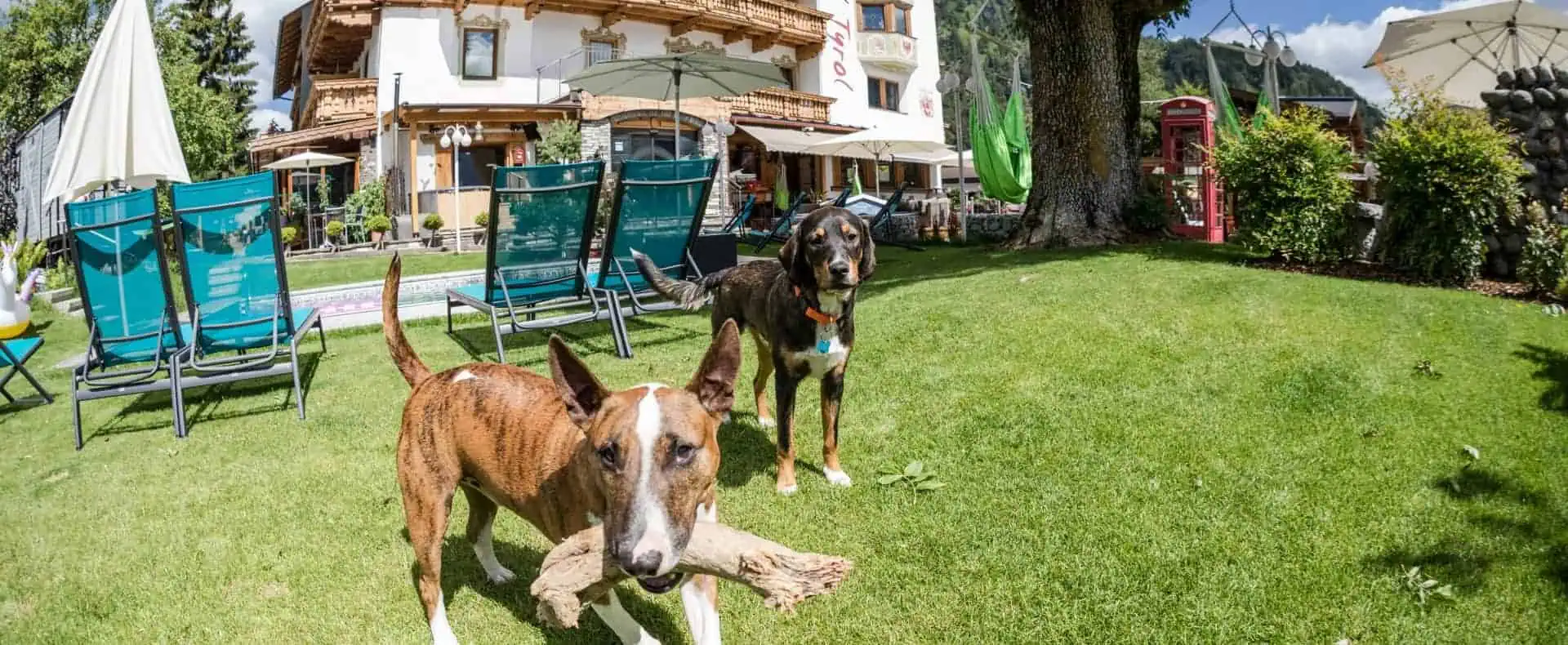 Hunde spielen im Garten, Alpenhotel Tyrol