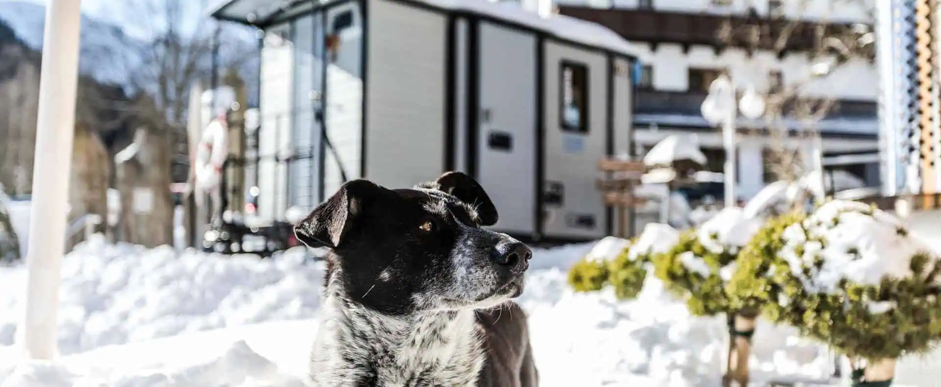 Hund, Winteruralub mit Hund, Alpenhotel Tyrol