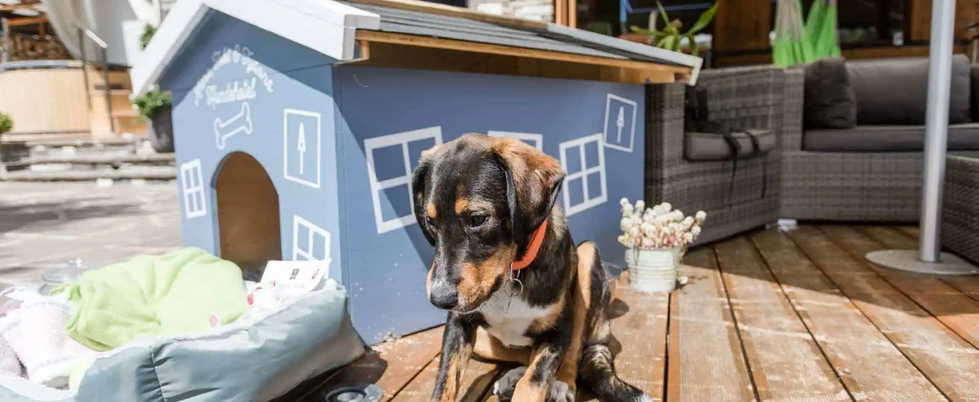 Hund outdoor mit Hundehütte