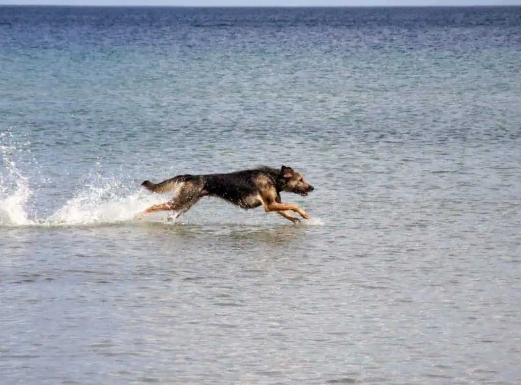 Ein schwarz-brauner Hund springt im Wasser