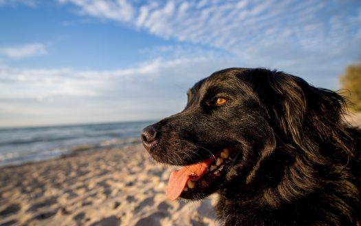 Urlaub mit Hund an der Ostsee.