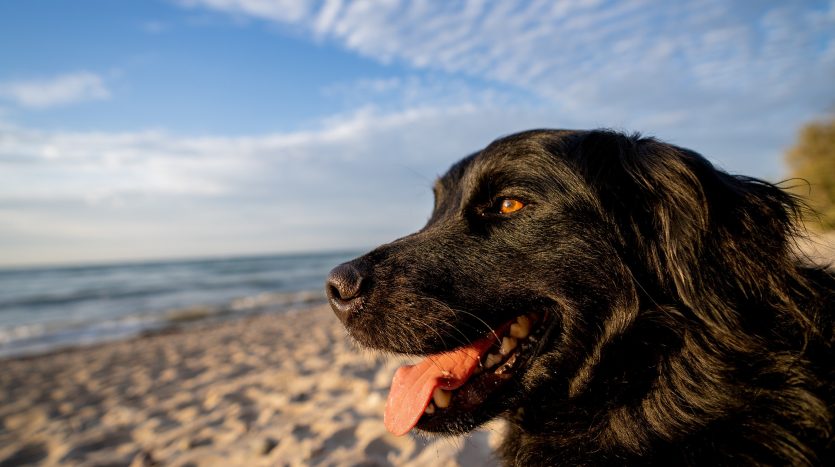 Urlaub mit Hund an der Ostsee.