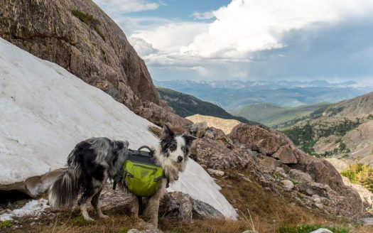 Wandern mit Hund: Border Collie steht am Berg.