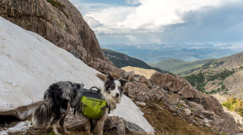 Wandern mit Hund: Border Collie steht am Berg.