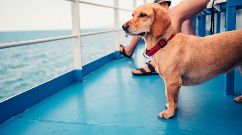 Kleiner brauner Hund steht auf einer Fähre und sieht aufs Meer