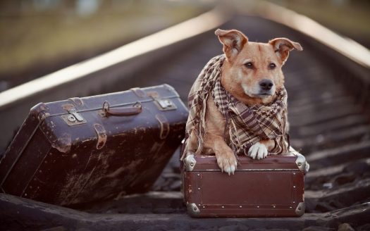 Hund sitzt auf zwei Koffern mit einem Halstuch