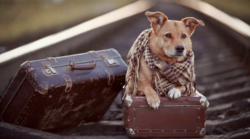 Hund sitzt auf zwei Koffern mit einem Halstuch