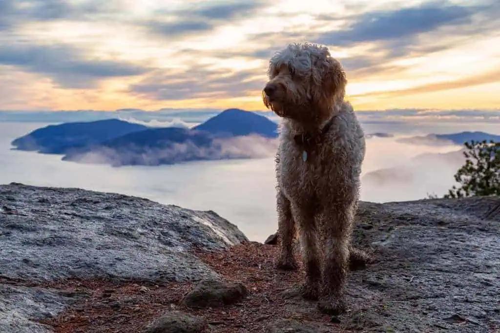 Hundeurlaub Südtirol: Das Traumziel für Hund und Hundefreunde. Hund am Berg. /Symbolfoto: Envato (c)