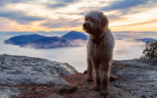 Hundeurlaub Südtirol: Das Traumziel für Hund und Hundefreunde. Hund am Berg. /Symbolfoto: Envato (c)