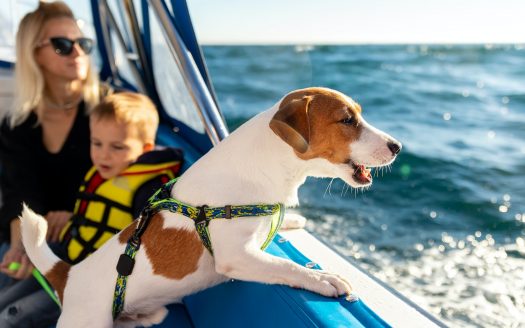 Fähren und Hund - Pfotencheck - Mein Urlaub mit Hund. Ein glücklicher Hund fährt mit seiner Familie übers Wasser. /Foto: Envato