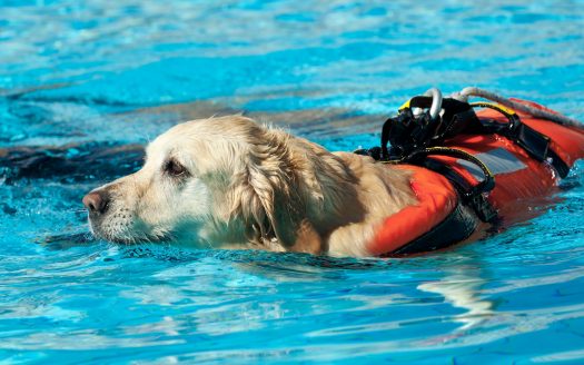 Baderegeln für Hunde: Golden Retriever mit Schwimmweste im Wasser