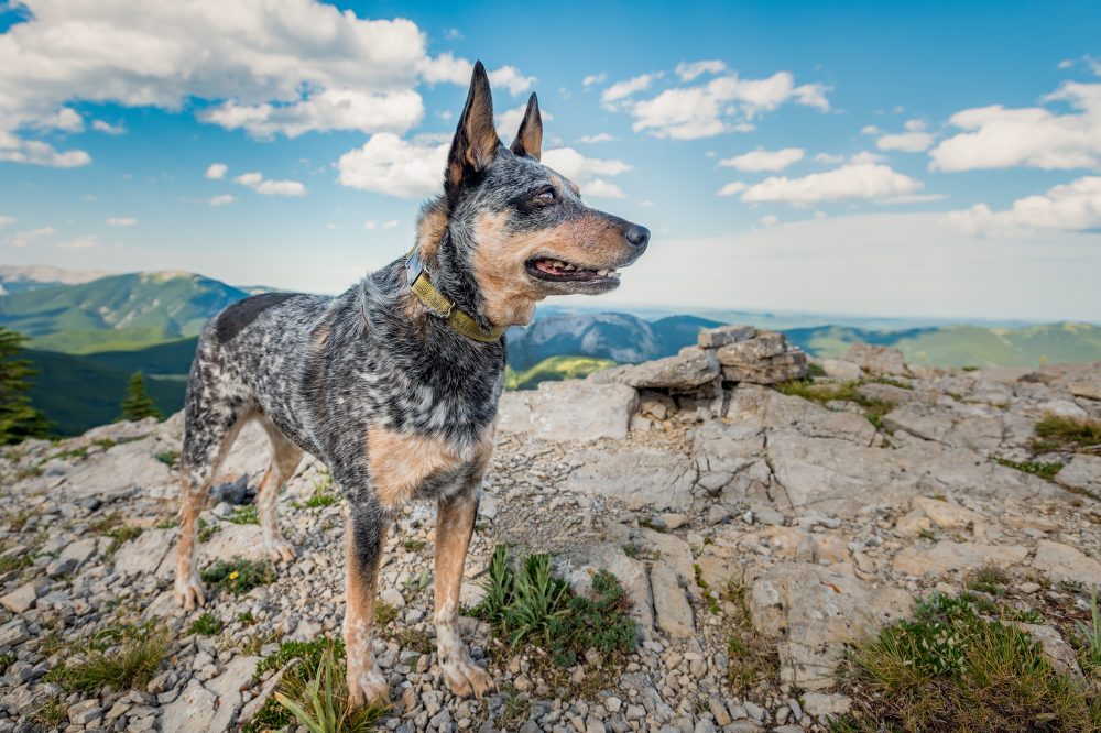 Ein Hund genießt den atemberaubenden Panoramaausblick in der Steiermark.