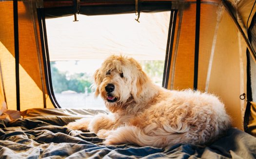 Campingurlaub mit Hund / Foto: Victoria Andrews (Canva)