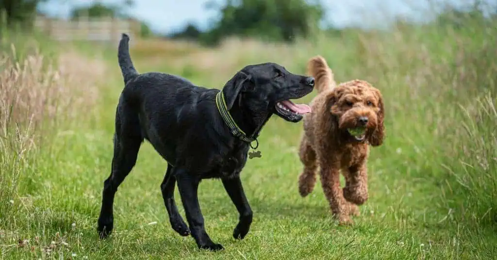 Campingurlaub mit Hund gibt Hunden Gelegenheit, miteinander zu spielen. /Foto: munro1 (Canva)