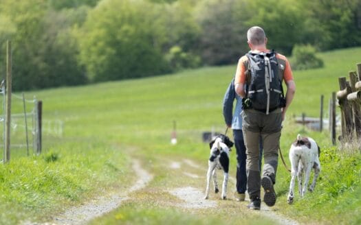 Angebot Der Wolfshof: Hundegesundheitstage im Harz